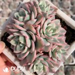 Echeveria Creamy Peach Variegated Clustering