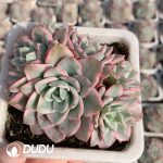 Echeveria Creamy Peach Variegated Clustering - Image 2