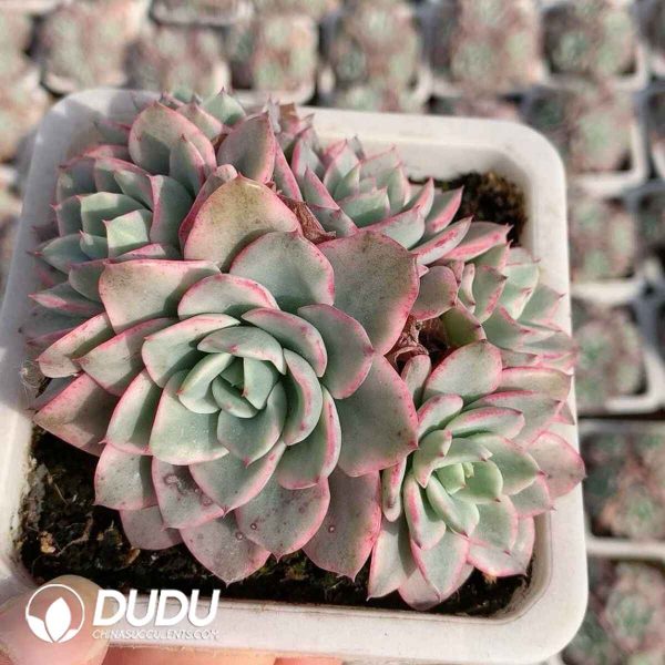 Echeveria Creamy Peach Variegated Clustering - Image 2