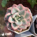 Echeveria Creamy Peach Variegated