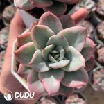 Echeveria Creamy Peach Variegated - Image 2
