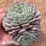 Echeveria Begonia - Image 2