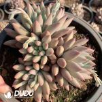 Echeveria Red Dragonfly