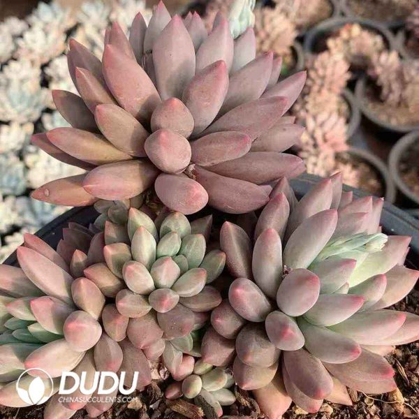 Echeveria Red Dragonfly - Image 2