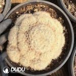 Echeveria White Star