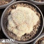 Echeveria White Star - Image 2