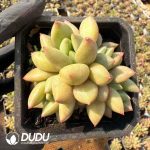 Echeveria Michelin - Image 2