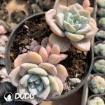 Echeveria Sakura Snow - Image 2