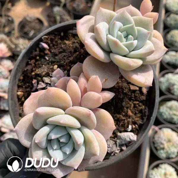 Echeveria Sakura Snow - Image 2