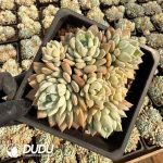 Echeveria White Knight