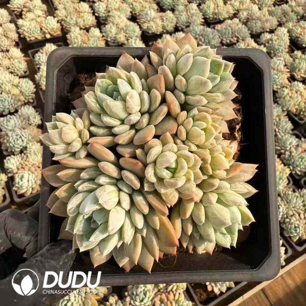 Echeveria White Knight - Image 2