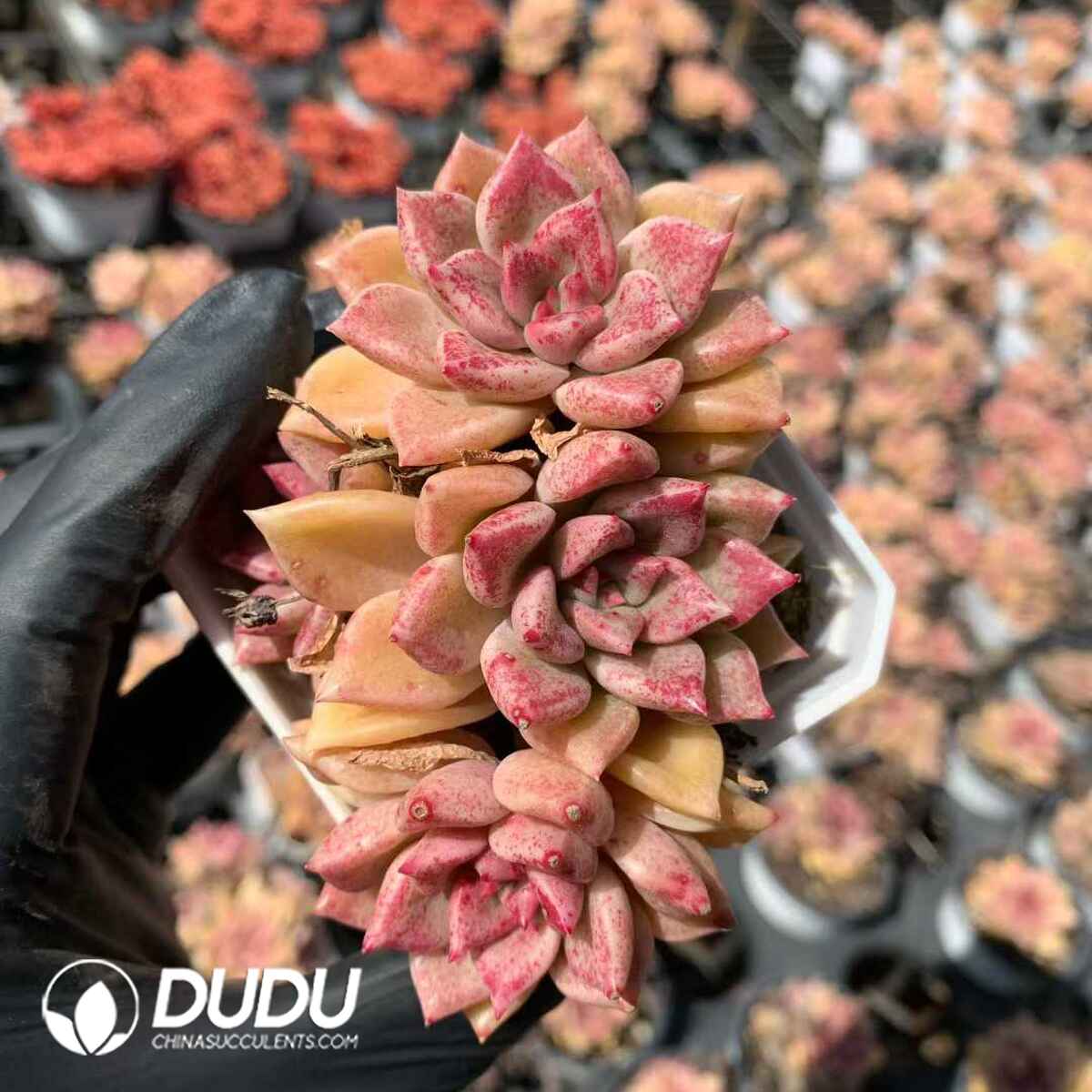 07879D70201.jpg Echeveria Bright - Image 1