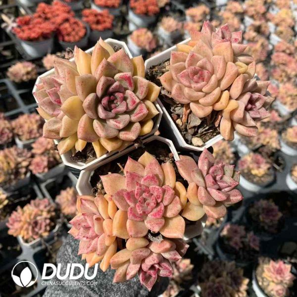 Echeveria Bright - Image 2