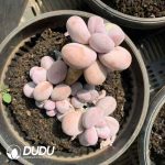 Graptopetalum Custard