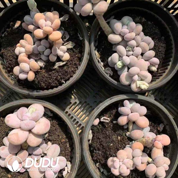 Graptopetalum Custard - Image 2