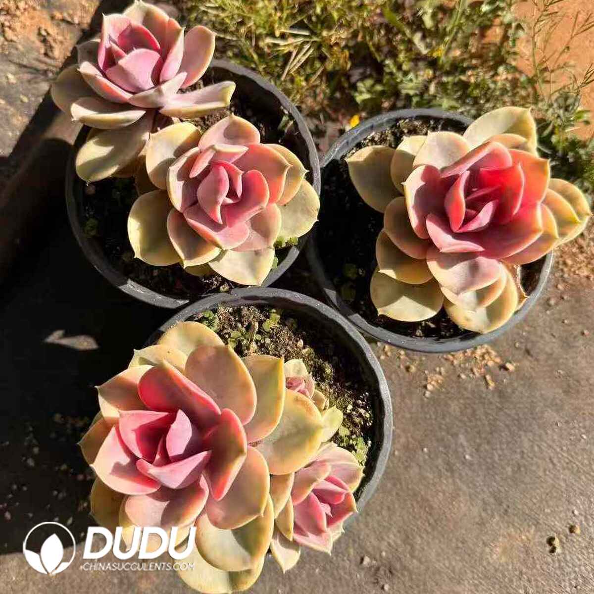 07881D120201.jpg Echeveria Rainbow - Image 1