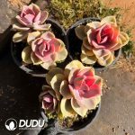 Echeveria Rainbow - Image 2