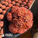 Echeveria Candy Baby Clustering