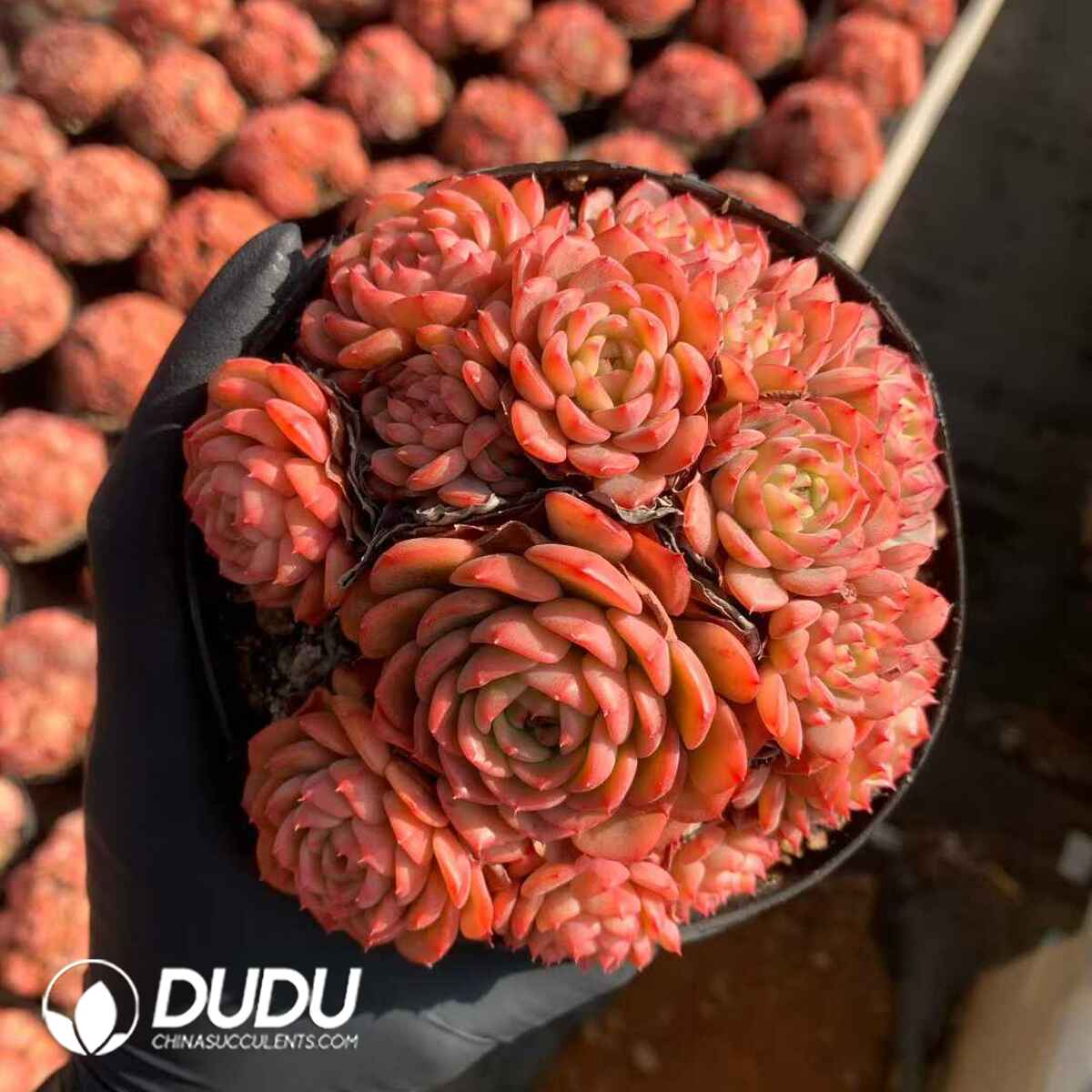 07882D125201.jpg Echeveria Candy Baby Clustering - Image 1