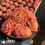 Echeveria Candy Baby Clustering - Image 2