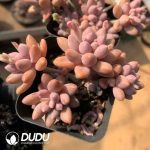 Pachyphytum Angel's Finger