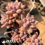 Pachyphytum Angel's Finger - Image 2