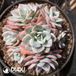 Echeveria Cream Yellow Peach Variegated