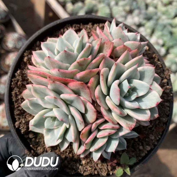 Echeveria Cream Yellow Peach Variegated - Image 2