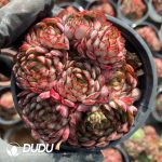 Echeveria Dream Rose