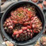 Echeveria Dream Rose - Image 2