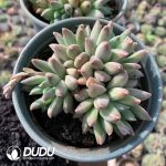 Pachyphytum Icarus - Image 2