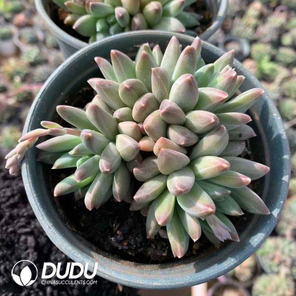 Pachyphytum Icarus - Image 2