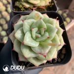 Echeveria Rose