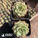 Echeveria Rose - Image 2