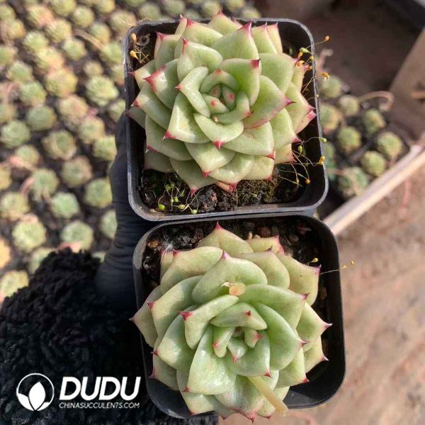 Echeveria Rose - Image 2