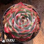 Echeveria Agavoides Casio
