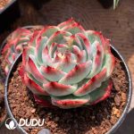 Echeveria Agavoides Casio - Image 2