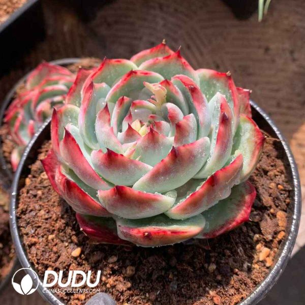 Echeveria Agavoides Casio - Image 2