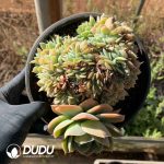 Echeveria Brandy - Image 2