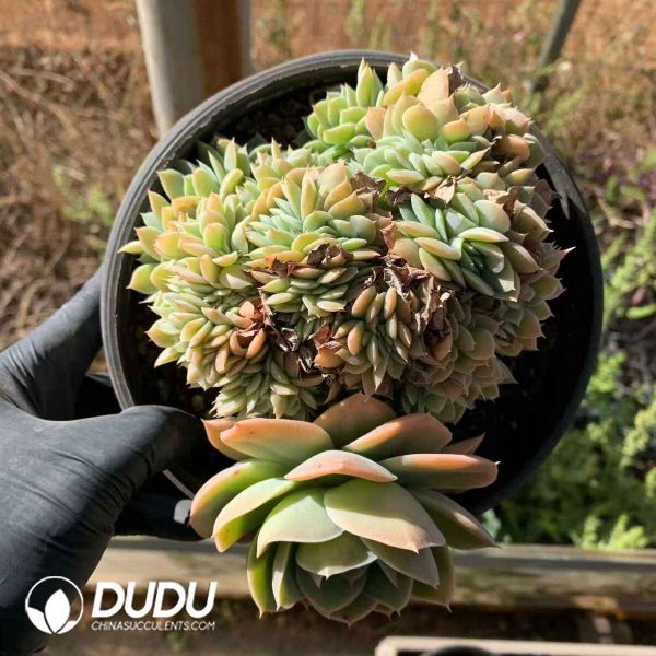 Echeveria Brandy - Image 2