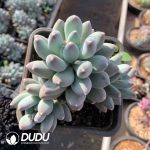 Pachyphytum Star