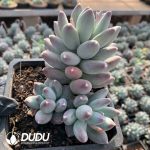 Pachyphytum Star - Image 2