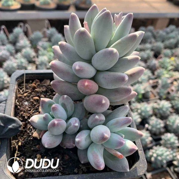 Pachyphytum Star - Image 2