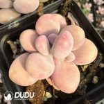 Graptopetalum Amethystinum