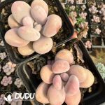 Graptopetalum Amethystinum - Image 2