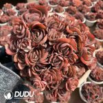 Echeveria Suyon - Image 2