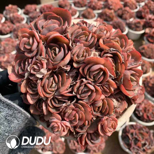 Echeveria Suyon - Image 2