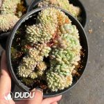 Echeveria Hani Cristata