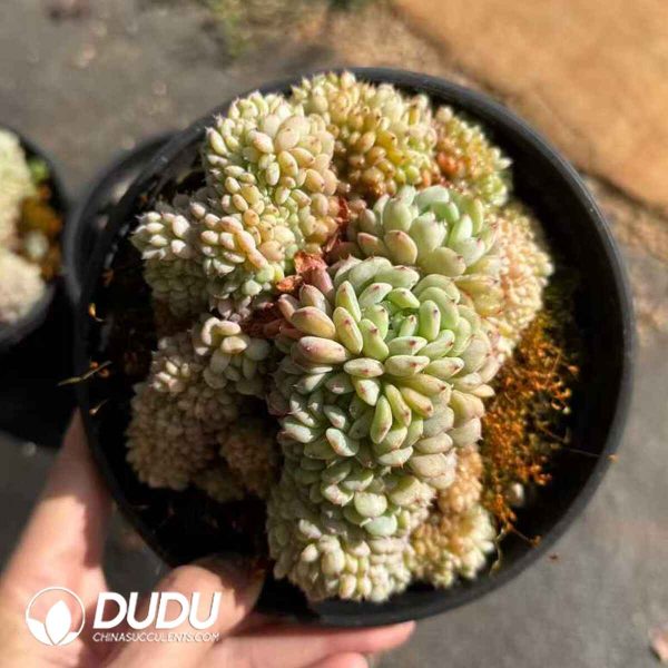 Echeveria Hani Cristata - Image 2