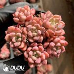 Echeveria Red Sleeve Lady